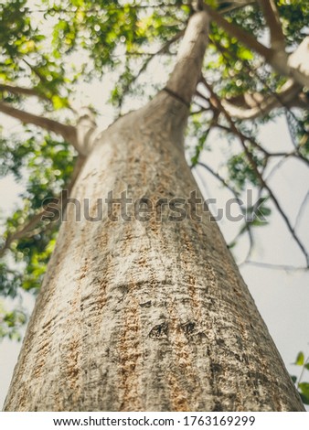 Beautiful natural background. Close-up bottom view of the tree trunk bark and branches. Vintage and faded matt style colour in tinted photo. Ideal for use in vertical design, wallpaper