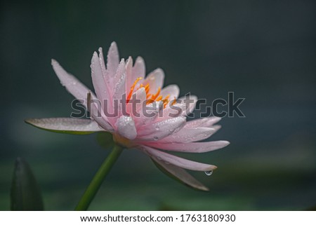 The Lotus radiates the energy of wisdom, harmony, perfection and spiritual peace. Excellent photos of closed Lotus buds and open pink flowers. 