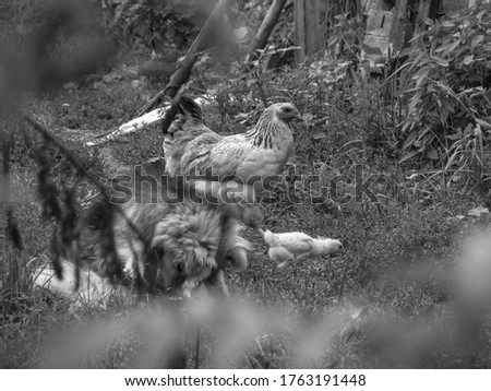 Chicken with a walk in nature in the village. among flowers and bushes, farm animals. Stock photo for design