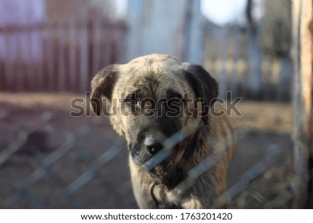 Cute pet on the nature near the house. Homeless poor dog playing on the street and looking at the camera. Stock photo for design