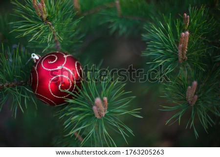 The red Christmas ball is lying on the long green needles of pine branches. New year's concept, green natural background-spruce patern. Space for text