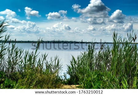 View of the estuary shore with reeds