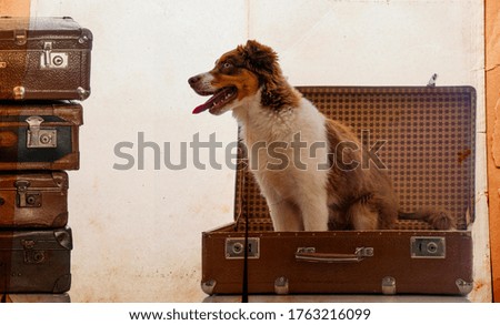 cute australian shepherd dog in an old suitcase - vintage picture