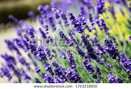 Lavender in full bloom in sunshine