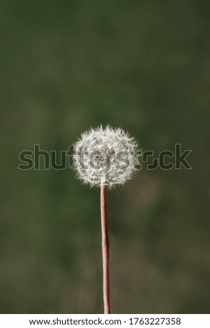 White dandelion on a green background