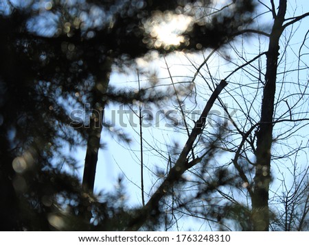 random photo, beautiful blurred background of Christmas tree and branches