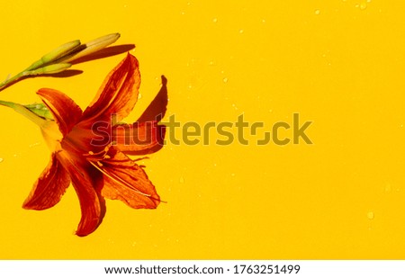 daylily flower on a yellow background