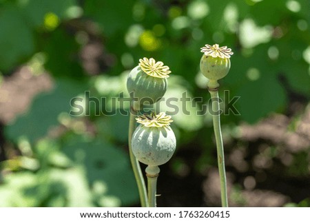Poppy heads in the garden under sunlight with a blurred background