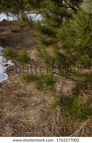 
needles on a Christmas tree in the forest. forest landscape.
