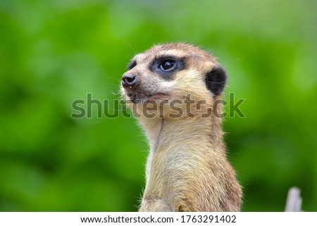 Portrait of a Meerkat upclose