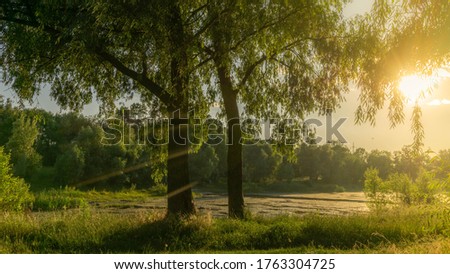 warm summer landscape, a lake among the forest against the setting sun