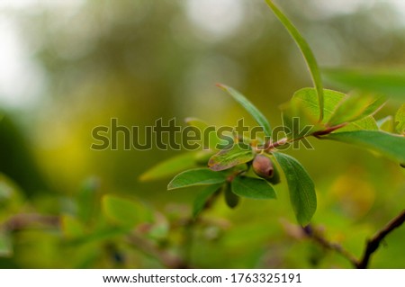 Ripening Blue-berried Honeysuckle fruits on blurred greenery background with copy space. Lonicera caerulea.