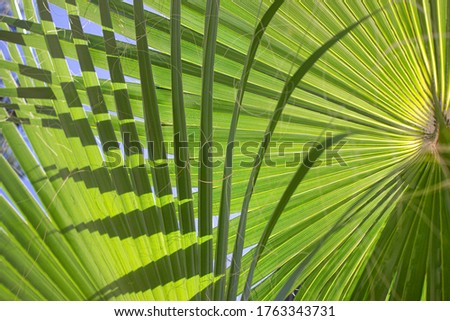 the blue sky and bright green palm leaves in the sunshine