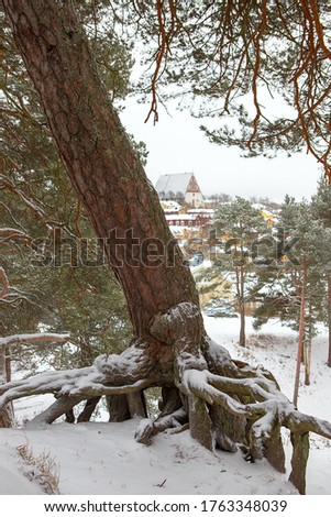 root system of an old tree. In the background a view of the old town of Porvoo, Finland