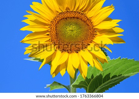 Beautiful sunflower with blurred background and copy space
