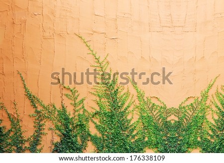 Ivy on the walls orange