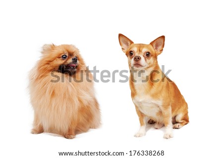two dogs isolated on a white background. Pomeranian and Chihuahua hua