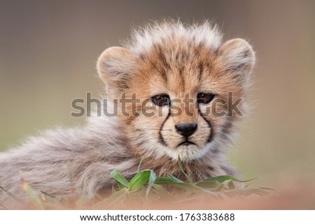 A close up of a small cheetah cub with cute face looking into the camera with smooth background in Kruger Park South Africa