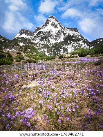 Beautiful field of violet crocus flowers front of the Pirin mountain covered with snow at spring time in Bulgaria. Landscape