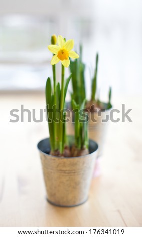 Daffodil in bloom in vintage tin pots