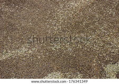 agricultural seeds