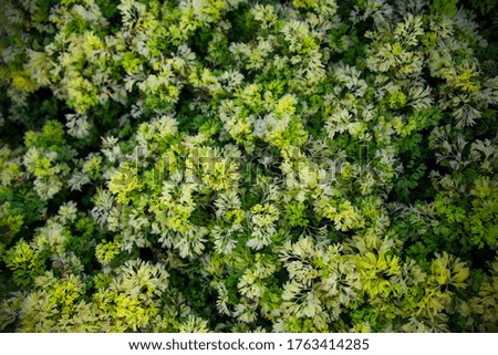 texture greens grass moss. top view.