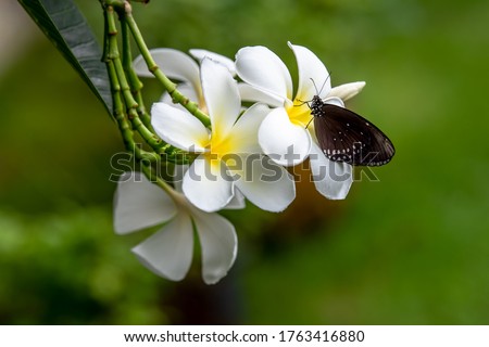 Butterflies and plumeria flowers in the garden