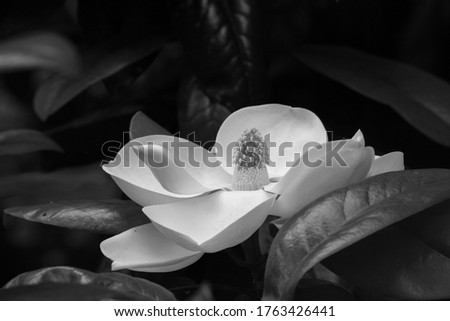 Magnolia blossom in black and white