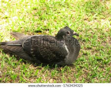
the pigeon is sitting on the grass for leisure time