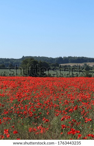 Thousands of bright red poppy flowers and poppy seeds blooming across a field 