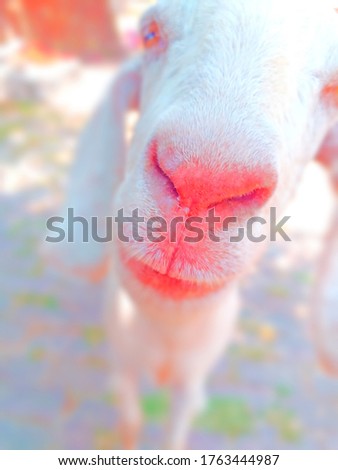 A Beautiful Goat Picture For You.