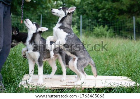 little black and white blue eyed husky puppy doing the happy dance in front of his siblings
