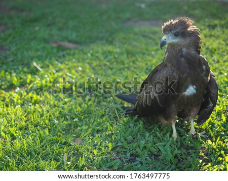 The Picture Of Wildlife Closeup of  eagle (Crested serpent-eagle) ,Predator bird.
