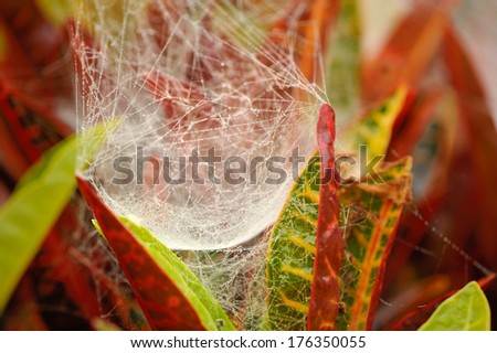 web spider in the morning on plant