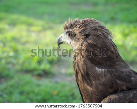 The Picture Of Wildlife Closeup of  eagle (Crested serpent-eagle) ,Predator bird.