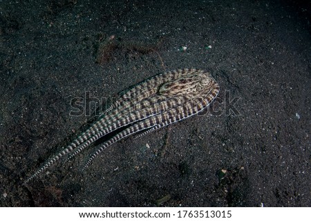 A Mimic octopus, Thaumoctopus mimicus, is found on the black sand seafloor in Lembeh Strait, Indonesia. This rare cephalopod often mimics the shape and behavior of other marine species. Royalty-Free Stock Photo #1763513015