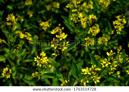 Green leaf and yellow flower black background. Green leaves pattern background, Natural background and wallpaper.