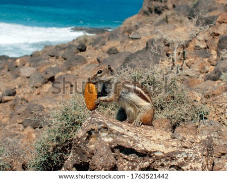 a striped squirrel eating a cookie on a stone at the coast
