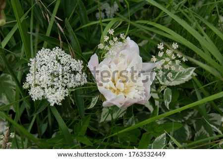 Beautiful pale pink peony with an inflorescence of small white flowers in the summer garden