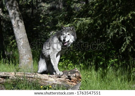 wolf portrait on a log 