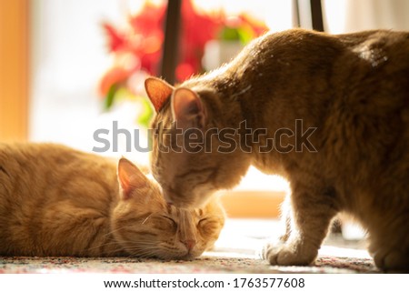 A young red cat and his sleepy brother. Very peaceful, natural light picture. Warm tones and blurry background with apartment plants.