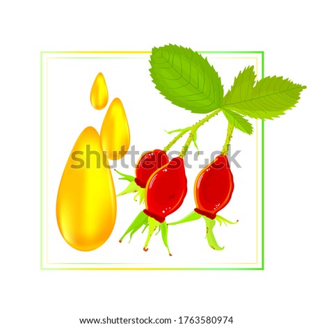 Frame with rosehip berries and dog rose oil drops isolated on white background. Oil rose hips. For cosmetics, medicine, health care, ointments, perfumery, aromatherapy, banner, packaging design.Vector