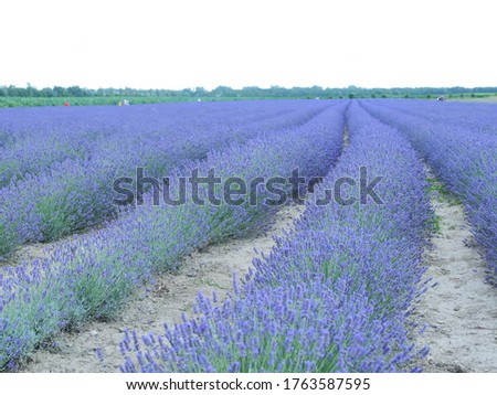 Italy, lavender field in the province of Rovigo.