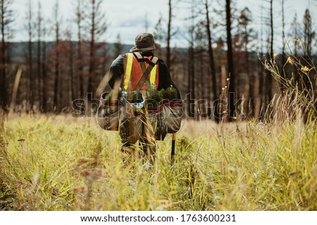 Rear view of a tree planter walking through dry grass with bags full of pine seedlings for reforestation. Man working in forest for sustainable afforestation. Royalty-Free Stock Photo #1763600231