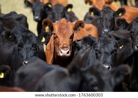 Farming Ranch Angus and Hereford Cattle Royalty-Free Stock Photo #1763600303