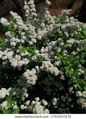 very beautiful blooming white Bush of Spiraea betulifolia with small delicious smelling inflorescences. Flower desktop Wallpaper