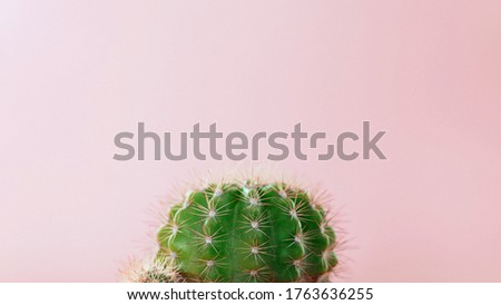 Close-up green cactus on a pink background. Minimal decoration plant on color background with copy space. Joyful color and stylish summer fine art for print and web design.