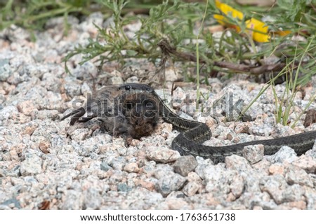 Western Terrestrial Garter Snake eat vole at Richmond british columbia Canada