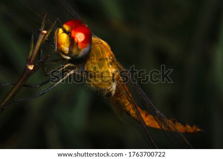 A yellow dragonfly resting on the plant branches in a close-up picture	