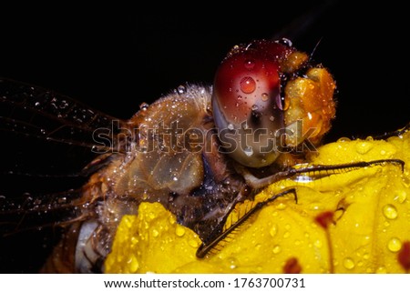 Macro shot wet dragonfly with droplets of rainwater close-up picture	